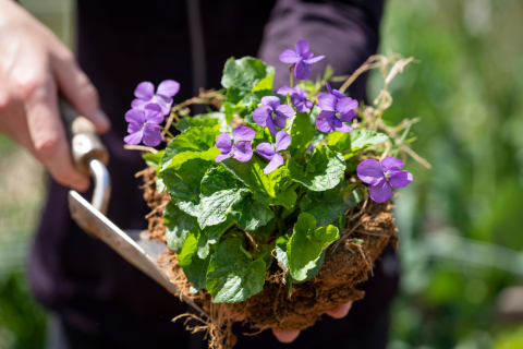 Violets in a trowel 