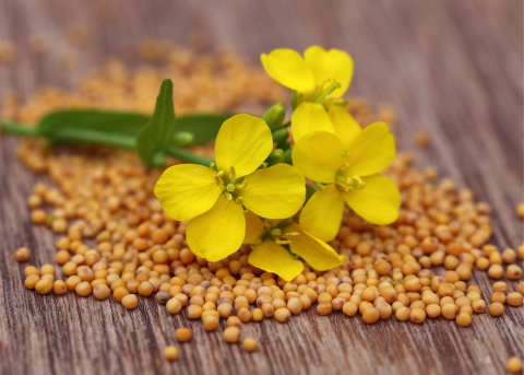 mustard flowers on top of a pile of mustard seeds