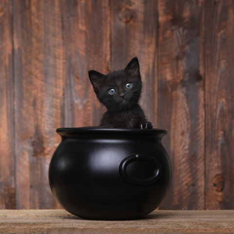 cat in cauldron