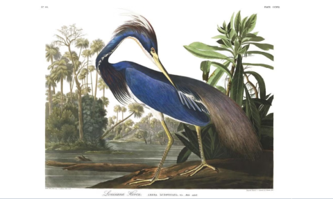 Audubon - Louisiana Heron