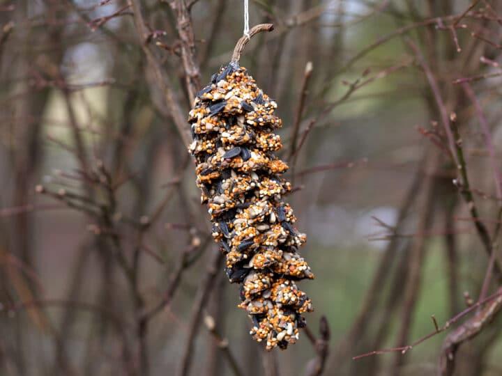Homemade pine cone bird feeder hangs off a tree branch on a string.