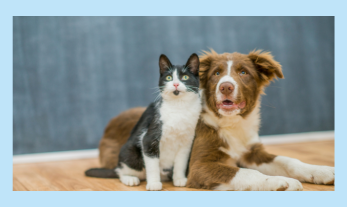 cat and dog snuggling in grey background